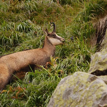 Penzión pre hostí Cyprian